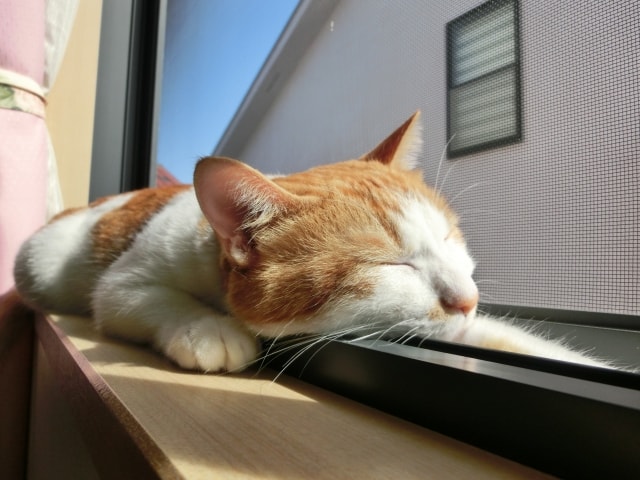 ペットの通訳士２