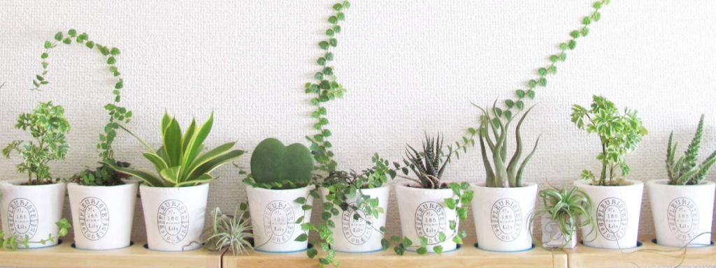 今大注目のインフルエンサー業界でウェブ制作者を募集中